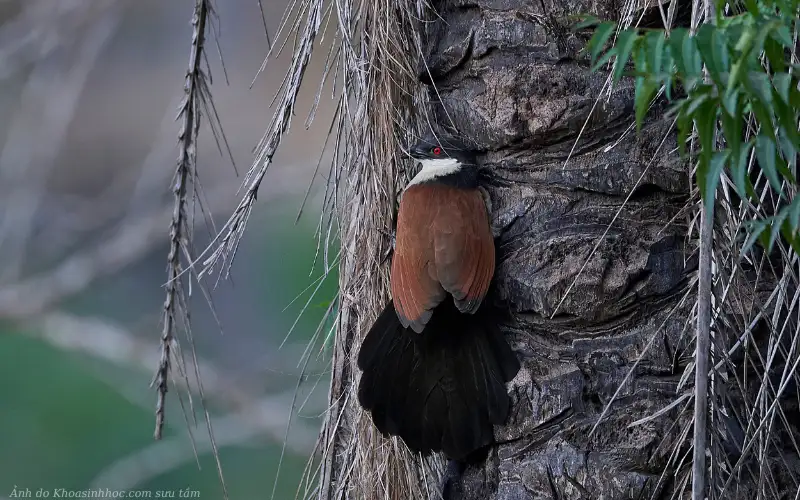 hình chim bìm bịp trong tối