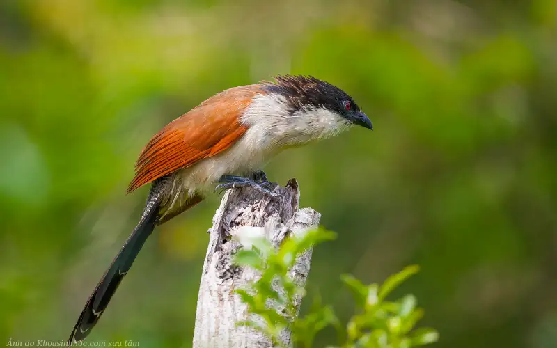 hình nền chim bìm bịp đẹp