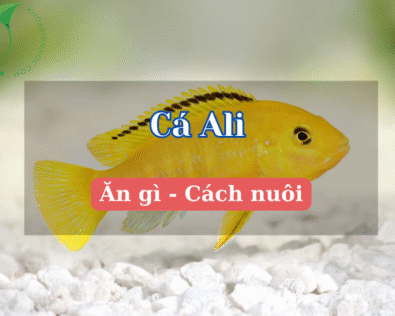 Cá Ali nuôi chung với cá gì? Cách chọn bạn cùng bể chuẩn bài