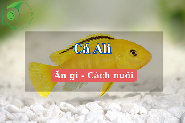 Cá Ali nuôi chung với cá gì