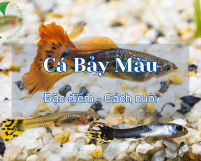 Cá bảy màu ăn gì? Cách nuôi cá bảy màu duy trì tuổi thọ cao