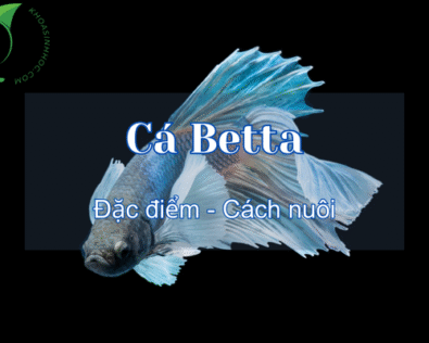 Cá Betta là cá gì? Sống được bao lâu? Nuôi chung được không?