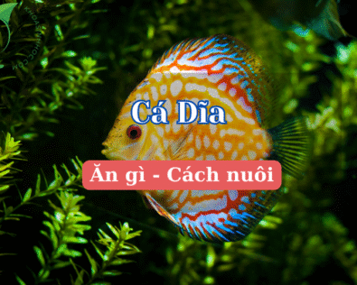 Cách nuôi cá dĩa đẹp, khỏe mạnh cho người mới bắt đầu