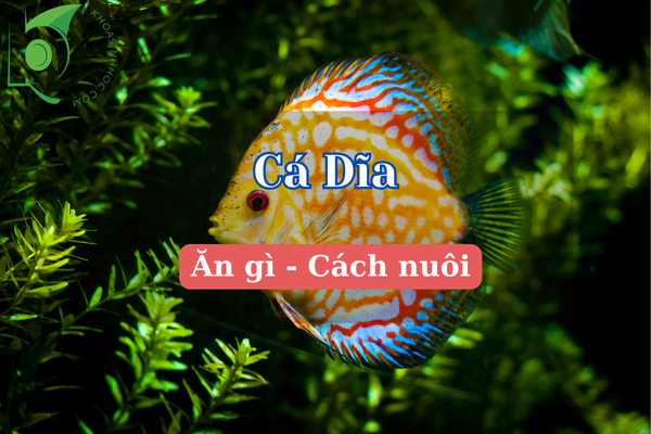 cách nuôi cá dĩa