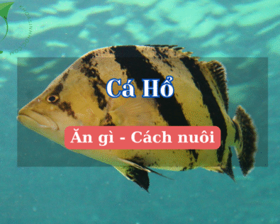 Cá Hổ ăn gì? Bật mí chế độ ăn giúp cá khỏe, lên màu đẹp