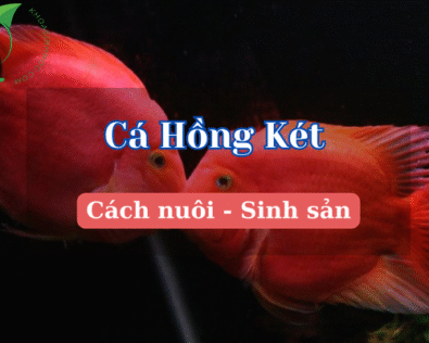 Cá hồng két: Loài cá cảnh may mắn, đẹp mê hồn!