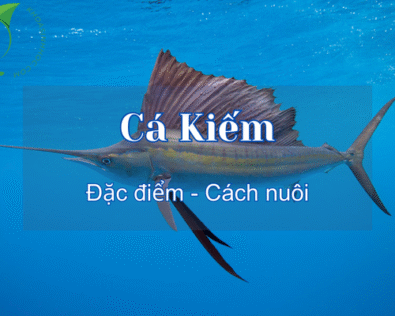 Khám phá các loại cá Kiếm cảnh và cách nuôi cá kiếm con