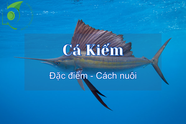 Khám phá các loại cá Kiếm cảnh và cách nuôi cá kiếm con