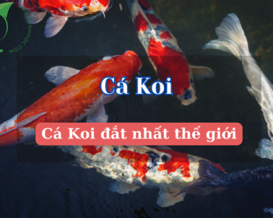 Cá Koi đắt nhất thế giới: Giá triệu đô, đẹp không tưởng