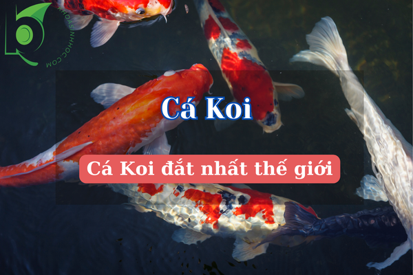 Cá Koi đắt nhất thế giới