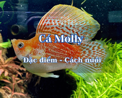 Tìm kiểu các dòng cá Molly đẹp và bí quyết nuôi thành công