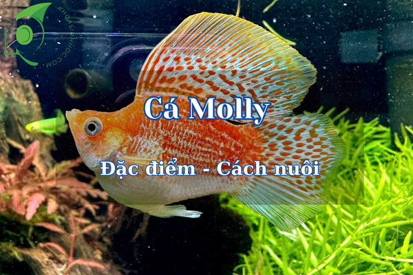 Khám phá các dòng cá Molly đẹp và bí quyết nuôi thành công