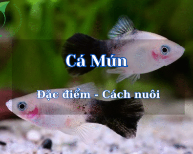 Cá mún có dễ nuôi không? Các loại Cá Mún đẹp nhất nuôi bể
