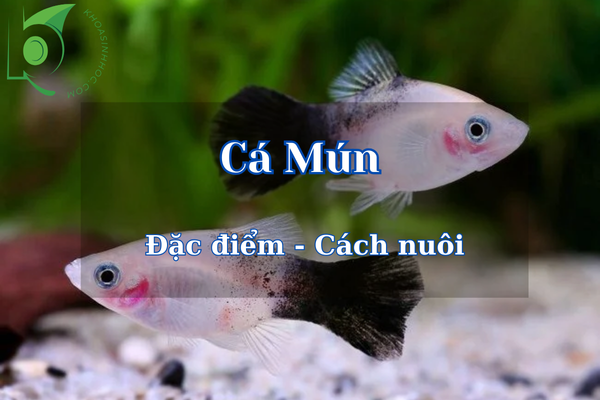 Các loại Cá Mún