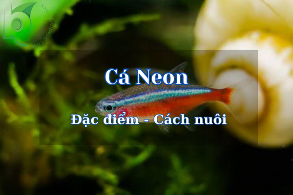 Cách nuôi cá Neon đơn giản và hiệu quả nhất cho người mới 