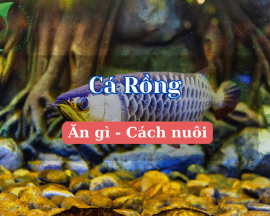 Các loại cá Rồng đẹp và đắt giá khiến dân chơi mê mẩn