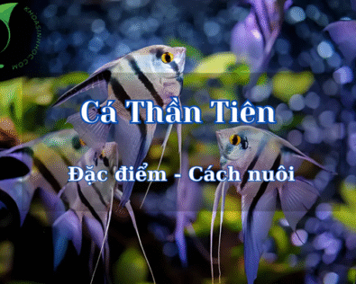 Nuôi cá thần tiên trong bể thủy sinh có cần oxy không?