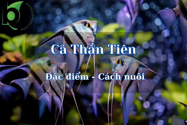 Các loại cá Thần Tiên