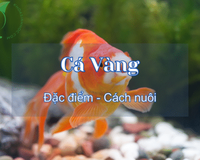 Cá Vàng ăn gì? Cách nuôi cá vàng không cần oxy đơn giản nhất