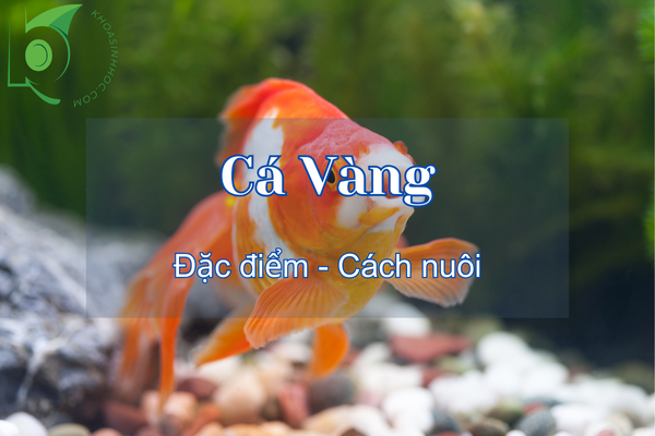 Cá Vàng