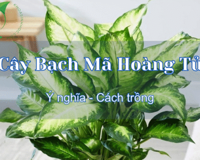 Cây Bạch Mã Hoàng Tử hợp mệnh gì? Cách chăm sóc và hướng đặt
