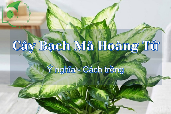 Cây Bạch Mã Hoàng Tử hợp mệnh gì? Cách chăm sóc và hướng đặt