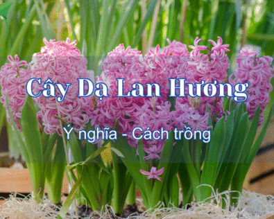 Cây Dạ Lan Hương là cây gì? Hướng dẫn cách chăm sóc tại nhà