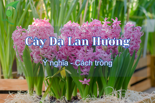 Cây Dạ Lan Hương là cây gì? Hướng dẫn cách chăm sóc tại nhà