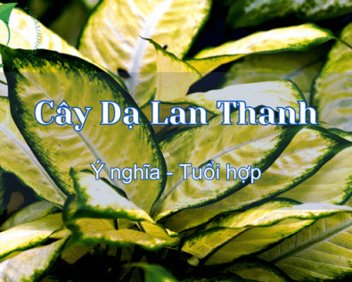 Cây Dạ Lan Thanh có độc không?Hợp tuổi gì để thu hút tài lộc