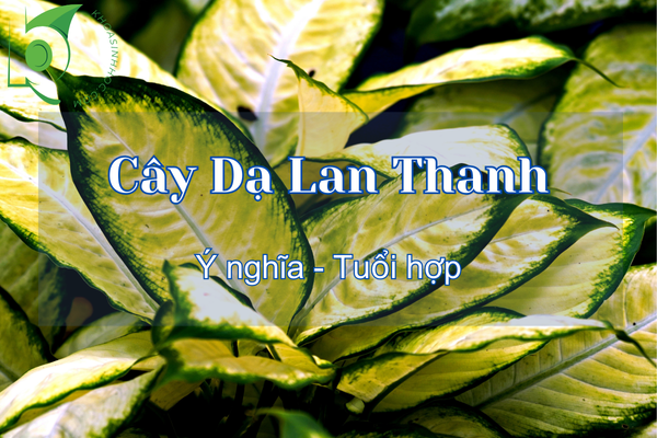 Cây Dạ Lan Thanh có độc không?Hợp tuổi gì để thu hút tài lộc