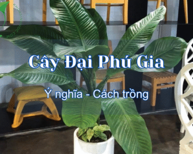 Cây Đại Phú Gia là cây gì? Để trong nhà có tốt không?