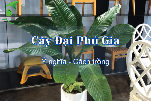 Cây Đại Phú Gia là cây gì? Để trong nhà có tốt không?