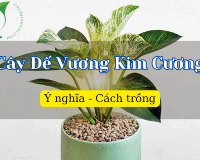 Cây Đế Vương Kim Cương hợp mệnh gì? Có ra hoa không?