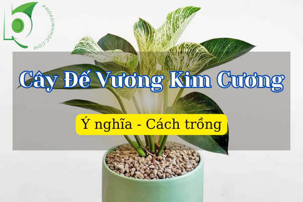 Cây Đế Vương Kim Cương hợp mệnh gì? Có ra hoa không?