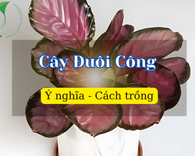Các loại cây Đuôi Công, Cây đuôi công hợp mệnh gì, tuổi nào?