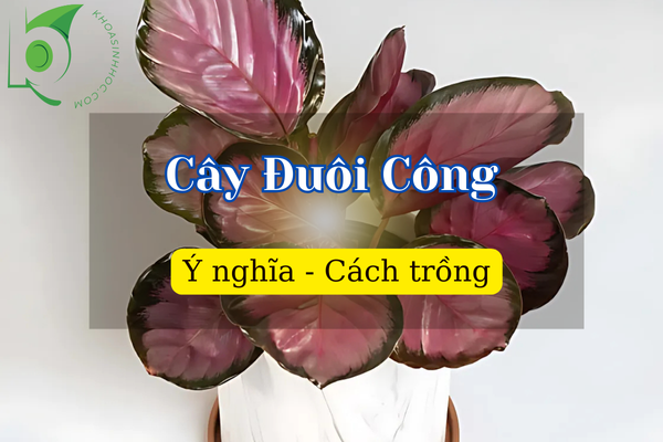 Các loại cây Đuôi Công: Ý nghĩa phong thủy và cách chăm sóc