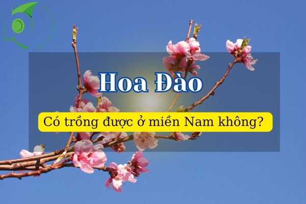 Cây Hoa Đào có trồng được ở miền nam không? 