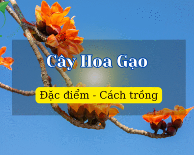 Cây Hoa Gạo: Đặc điểm, cách trồng, mùa nở hoa và tác dụng
