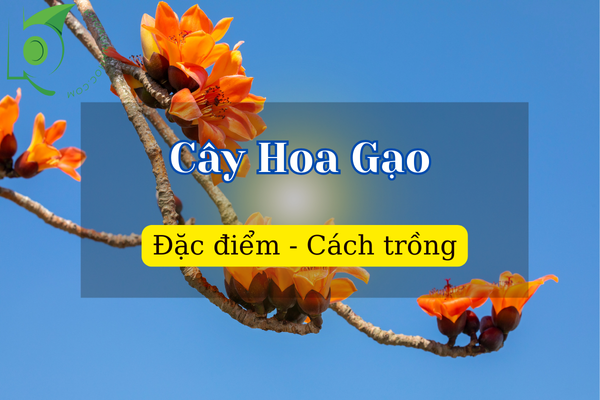 Cây Hoa Gạo: Đặc điểm, cách trồng, mùa nở hoa và tác dụng