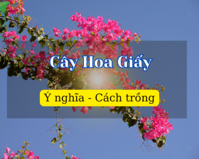 Cây hoa giấy hợp mệnh gì? Cách trồng, chăm sóc cây hoa giấy