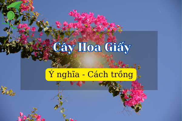 Cây hoa giấy hợp mệnh gì? Cách trồng, chăm sóc cây hoa giấy