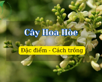 Cây Hoa Hòe hợp mệnh gì? Giải đáp phong thủy cho người trồng