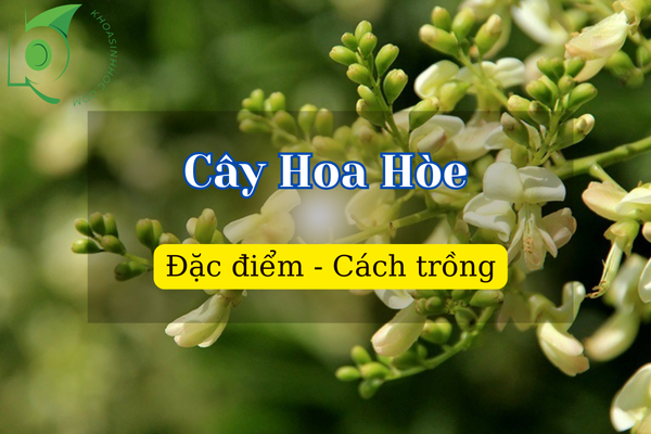 Cây Hoa Hòe hợp mệnh gì? Giải đáp phong thủy cho người trồng