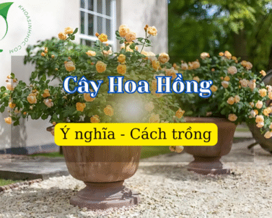 Cách trồng cây Hoa Hồng chi tiết cho người mới bắt đầu