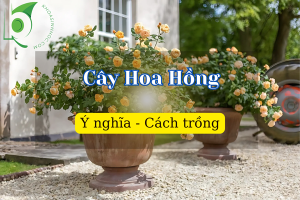 Cách trồng cây Hoa Hồng chi tiết cho người mới bắt đầu