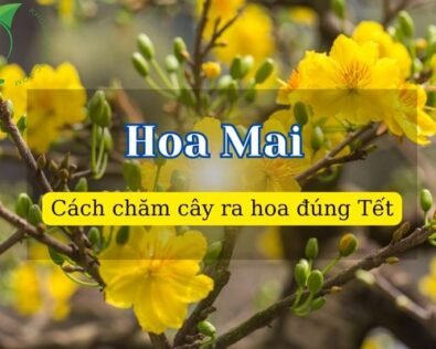 Hướng dẫn cách chăm sóc cây Mai ra hoa đúng Tết Nguyên Đán