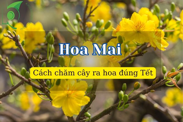 Hướng dẫn cách chăm sóc cây Mai ra hoa đúng Tết Nguyên Đán