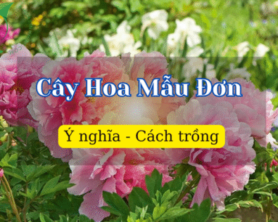 Cây hoa Mẫu Đơn hợp tuổi nào? Có trồng trong nhà được không?