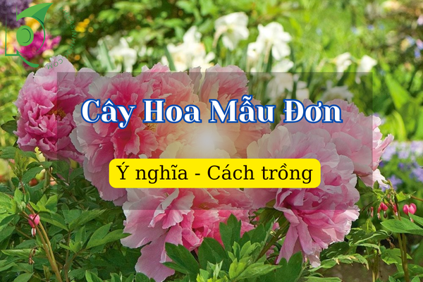 Cây hoa Mẫu Đơn hợp tuổi nào? Có trồng trong nhà được không?