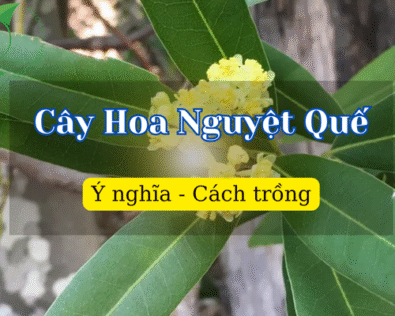 Điểm danh các loại Cây Hoa Nguyệt Quế phổ biến nhất hiện nay